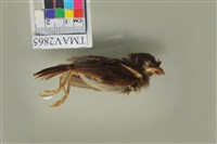 藏品(麻雀)的圖片